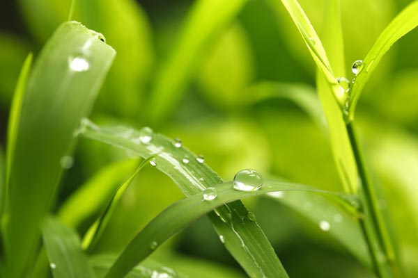 月の雫 草の露