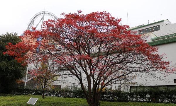 ハゼノキの紅葉