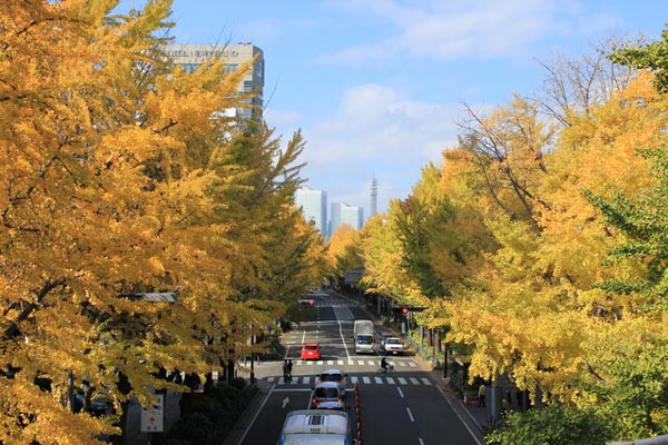 横浜・山下公園通りのイチョウ並木