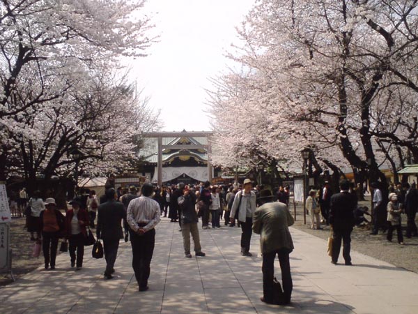 靖国神社 参道の桜