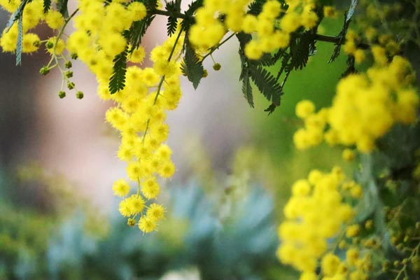 ギンヨウアカシアの黄色い花