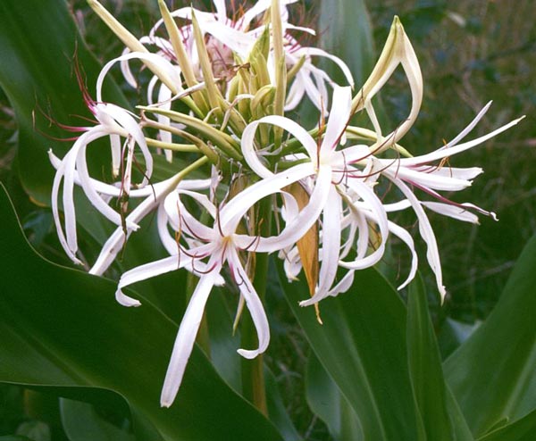 ハマユウ（浜木綿）の花