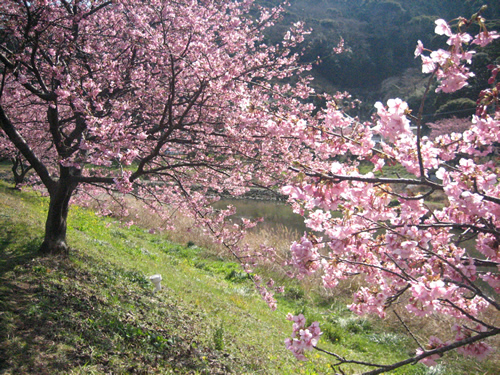 下賀茂温泉の河津桜