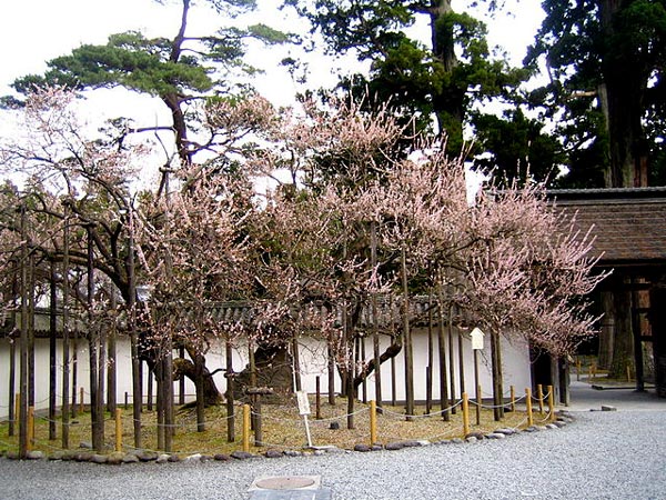 瑞巌寺境内の臥龍梅