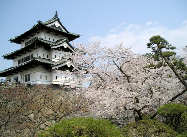 弘前城天守と桜