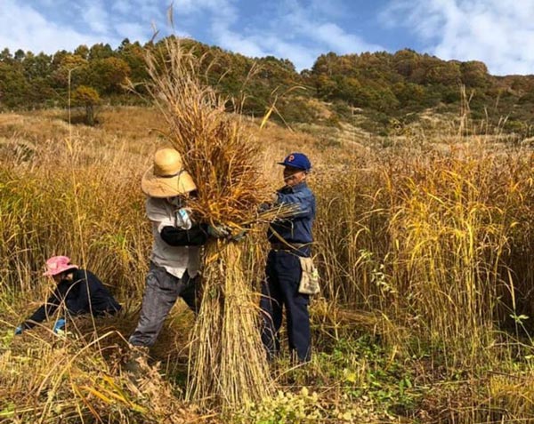 長野県小谷村の茅刈り