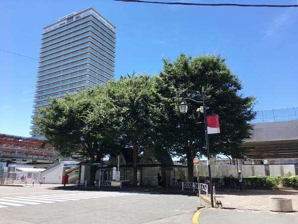 志村けんの木 東村山駅前