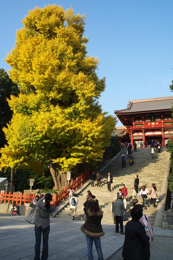 鶴岡八幡宮の大銀杏