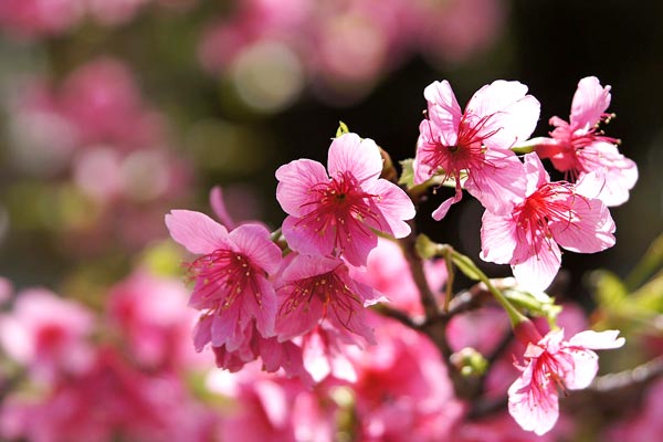 カンヒザクラ 寒緋桜