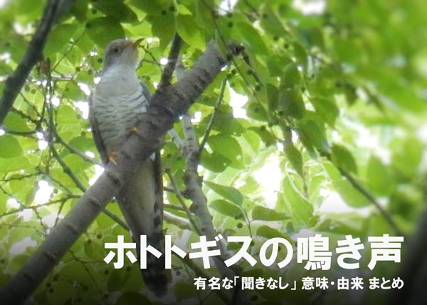 ホトトギスの鳴き声 聞きなし 意味・由来 まとめ