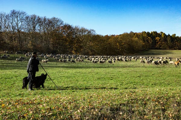 羊飼いと犬 牧草地
