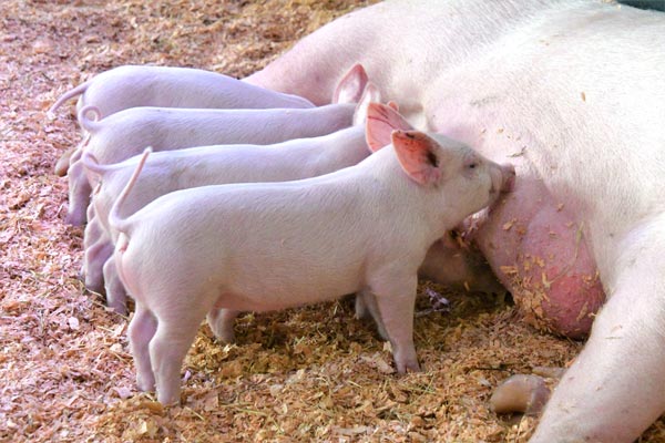 こぶたのしっぽ