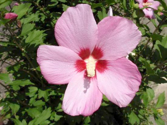 むくげ 韓国の国花