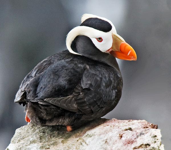 エトピリカ(海鳥)