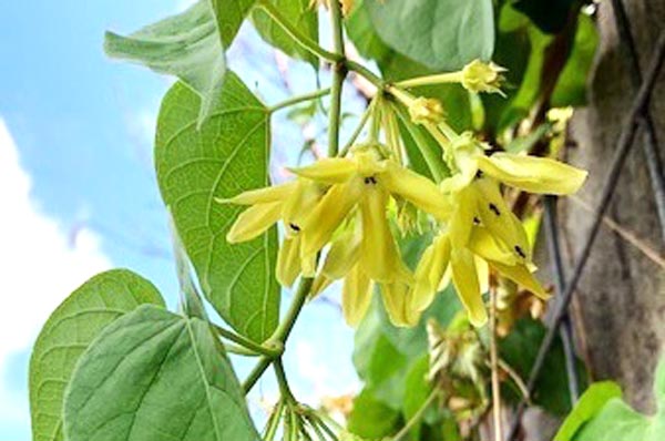 夜来香の黄色い花