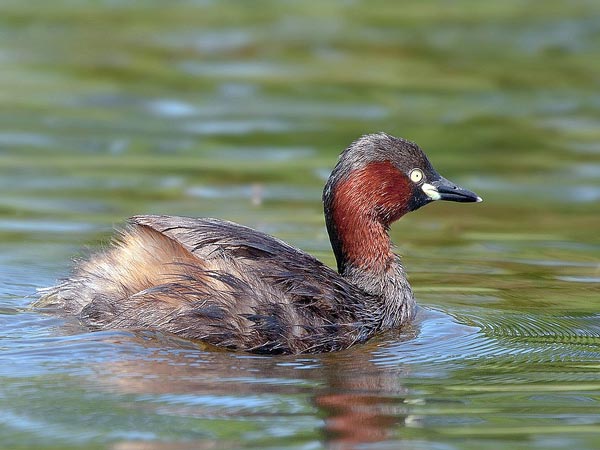 カイツブリ 水鳥