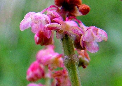 スイバの花