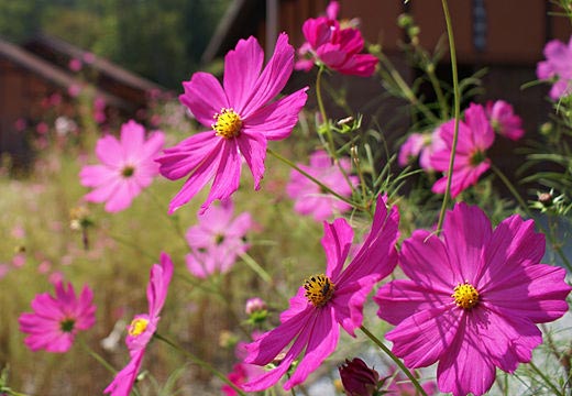 秋桜　コスモス