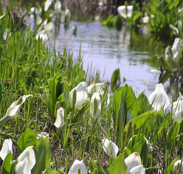 尾瀬のミズバショウ(水芭蕉)
