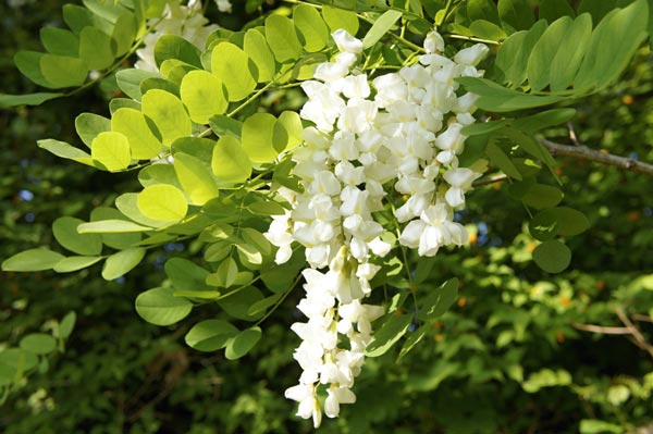 ニセアカシアの花