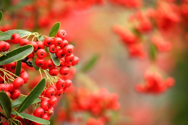 トキワサンザシ(ピラカンサ)の赤い実